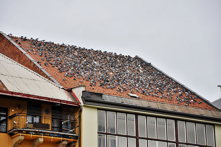 A2B Pest Control are able to install spikes to deter birds from roofs in Hitchin. 