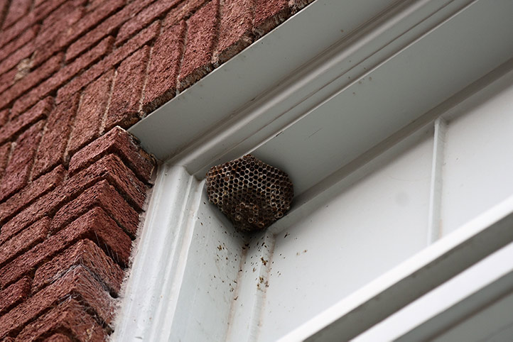 We provide a wasp nest removal service for domestic and commercial properties in Hitchin.